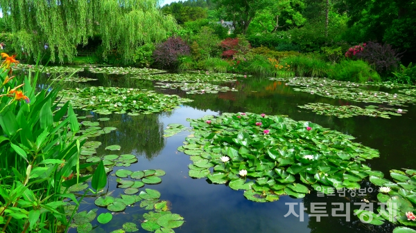 지베르니에 있는 모네가 가꾸었던 정원과 연못의 수련들                              Photo by 최영규