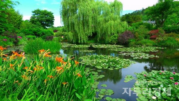 지베르니에 있는 모네가 가꾸었던 정원과 연못의 수련들                                        Photo by 최영규