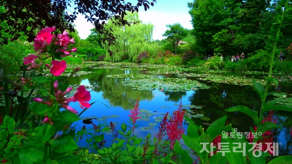 지베르니에 있는 모네가 가꾸었던 정원과 연못의 수련들 Photo by 최영규