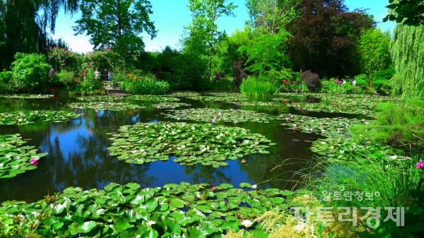 지베르니에 있는 모네가 가꾸었던 정원과 연못의 수련들 Photo by 최영규