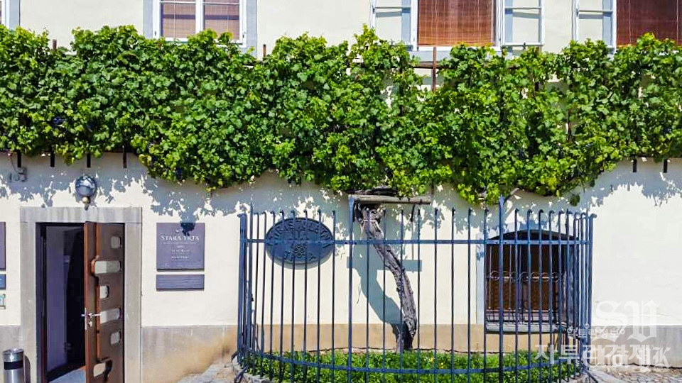 올드 바인 하우스(The Old Vine House)의 벽면을 장식하고 있는 세계에서 가장 오래된 포도나무(Stara Trta).  Photo by 최영규