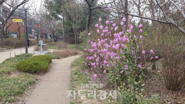 낮 기온이 크게 오르면서 진달래와 개나리 등 봄의 전령사들이 꽃봉오리를 터뜨렸습니다. 토요일인 21일 전국이 대체로 맑은 가운데 서울지역 낮 최고기온이 19도를 기록하는 등 포근한 봄 날씨를 보였습니다.