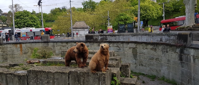 베른의 곰 동물원.  Photo 네이버 포스트