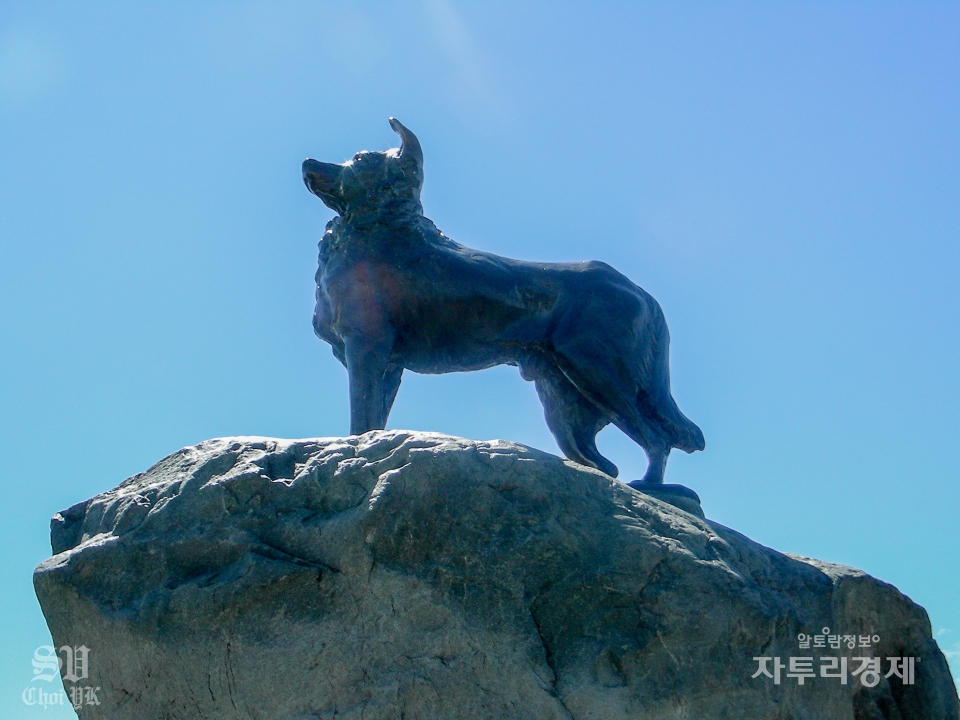 테카포 호수의 관광객 휴게실 근처에는 양치기 개의 동상 (Collie Dog)이 있는데 양치기 목장에서 일생을 바친 개에게 경의를 표한다는 뜻에서 세워졌다고 한다. Photo by 최영규