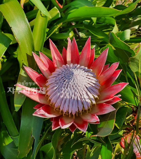 남아공 케이프타운 '커스텐보쉬 국립 식물원' 에 피어있는 킹프로테아