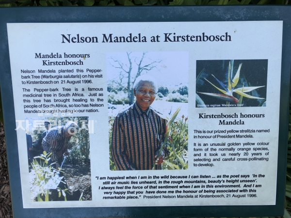 남아공 케이프타운 커스텐보쉬 국립 식물원 입구에는 1996년 넬슨 만델라가 식물원을 방문한 기념의 안내글이 있고 이때 Mandela's Gold 품명을 얻게 되었습니다.