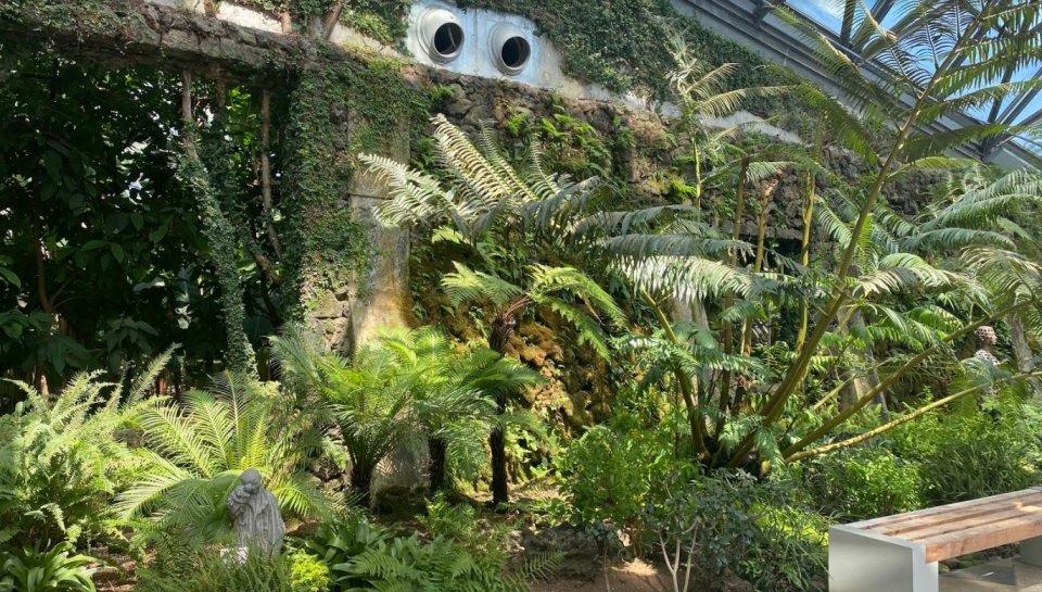 제주도 여미지식물원 입구의 대왕고사리와 고사리과 식물들