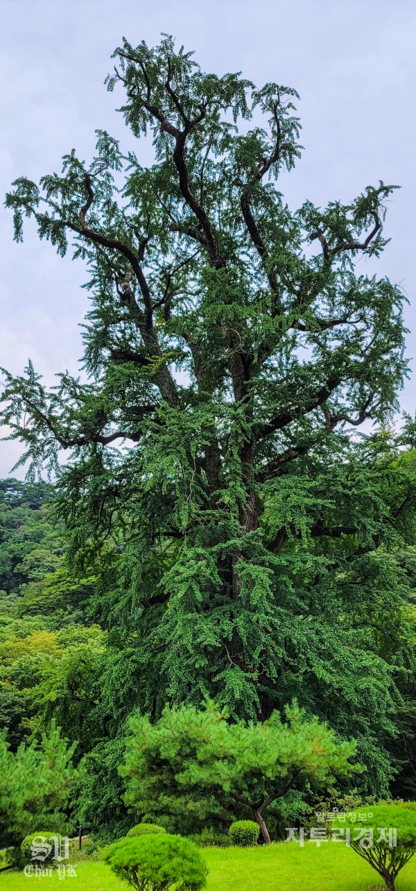 용문사 은행나무. 동양에서 가장 큰 은행나무.  천연기념물 제30호로 수령은  약 1100살 정도로  추정하고 있다. 나이가 많은 나무임에도 불구하고 매년 350 kg 정도의 열매를 맺는다고 한다.  이 은행나무는 나무줄기 아래쪽에 혹처럼 커다란 돌기가 나 있는 것이 특징이다.    Photo by 최영규
