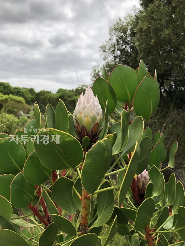 남아공 국화 킹 프로테아 (King Protea)의 꽃 봉오리
