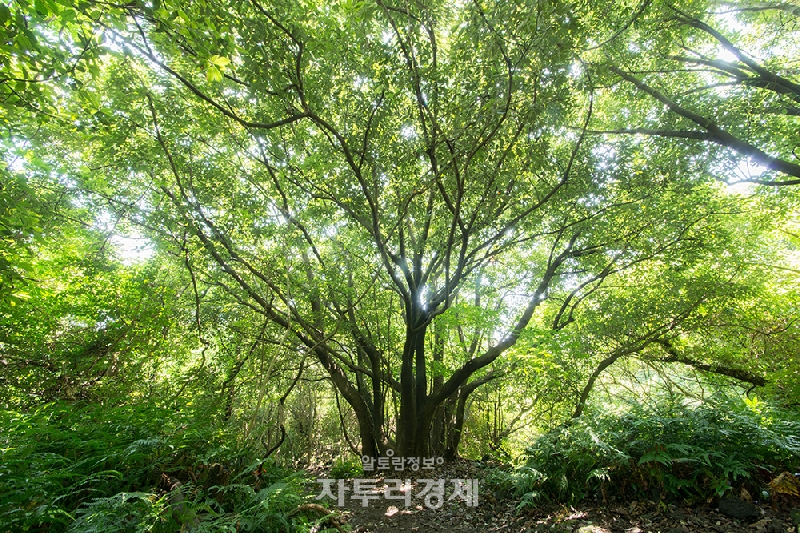 사진출처 : 제주곶자왈 도립공원_종가시나무 사진