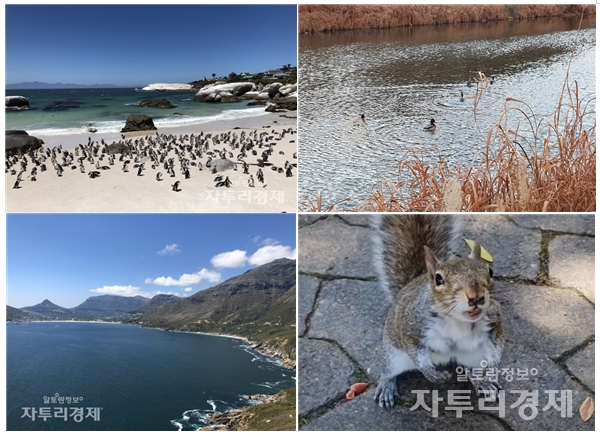 (왼쪽 위부터 시계방향) 남아프리카 케이프타운 볼더스 해변에 사는 펭귄, 서울 우이천 청둥오리, 남아프라카 케이프타운 도심 The Company's Garden 내 청솔모, 남아프리카 후트배이(Hout Bay) 해변