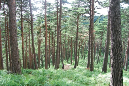 숲가꾸기가 진행된 강원 강릉의 소나무숲. 산림청 제공