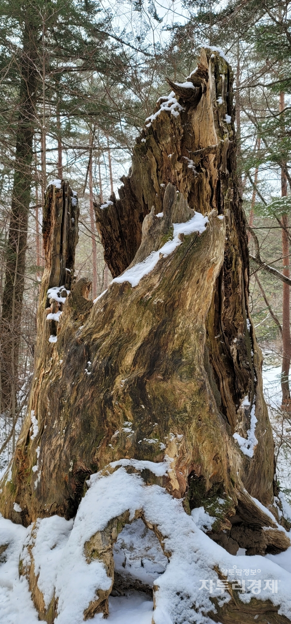 월정사 입구 전나무 숲에서 가장 오래된 전나무가 쓰러져 밑둥이만 있고 윗부분은 왼쪽 바닥에 놓여 있다.   Photo by 최영규