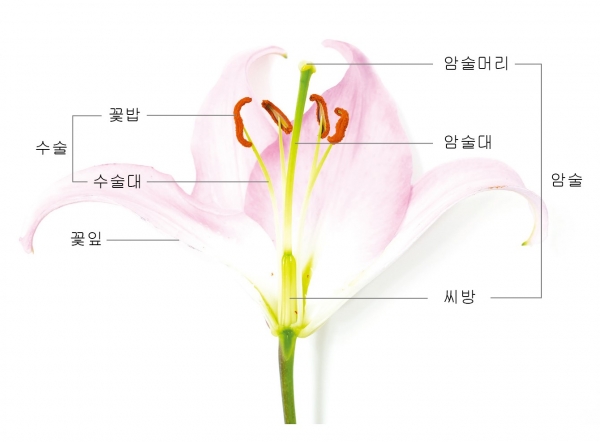 꽃은 크게 암술과 수술로 나뉜다. 꽃은 열매를 맺기 전 단계로 꽃의 구조를 살펴보면 어떻게 열매가 맺히는지 알 수 있다. 사진은 백합