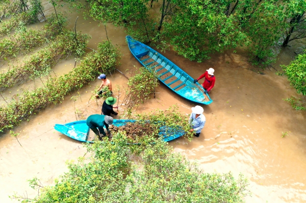 베트남 짜빈 성 인근의 ‘번 섬’ 일대에서 현지 주민들이 맹그로브 묘목 식수 활동을 하고 있다.