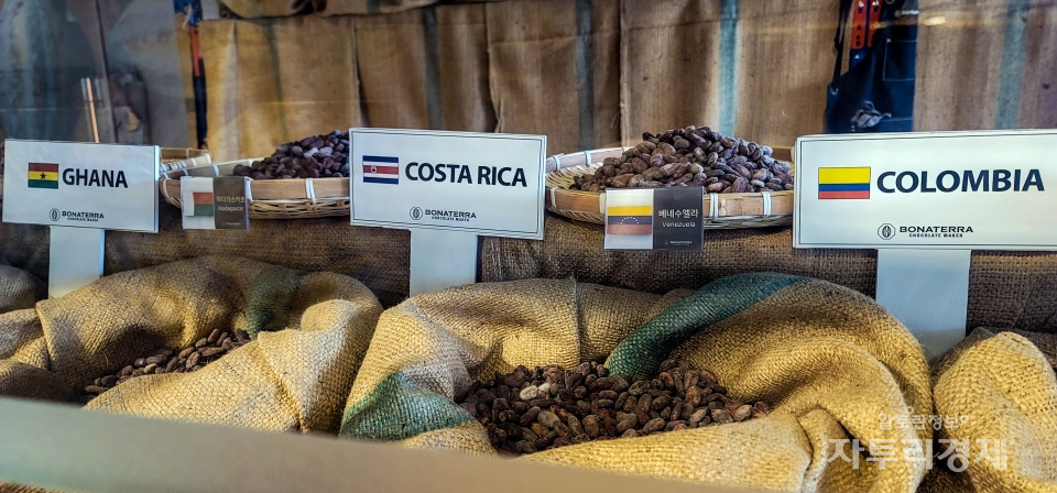 카카오 농민들과의 직거래로 품질이 우수한 카카오 콩을 얻는다.사진=  최영규